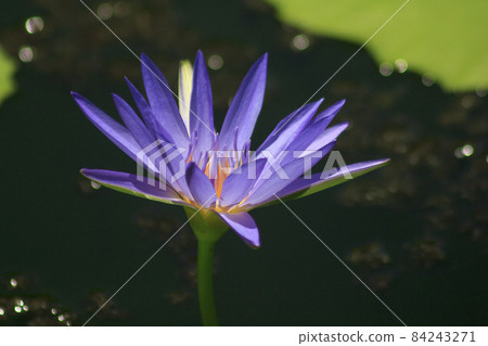 A bee sucks the nectar of a purple lotus blooming. A bee sucks the nectar of a purple lotus blooming. 84243271