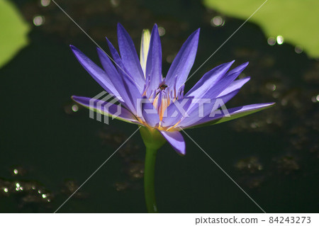 A bee sucks the nectar of a purple lotus blooming. A bee sucks the nectar of a purple lotus blooming. 84243273