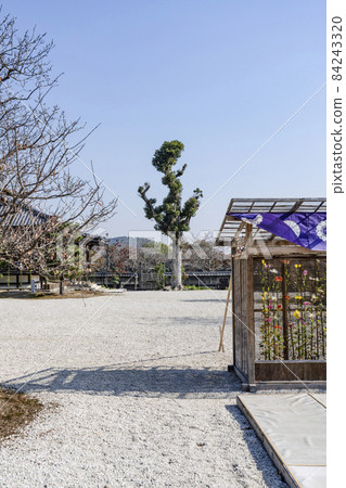 秋季大覺寺（京都）佐賀菊花展 84243320