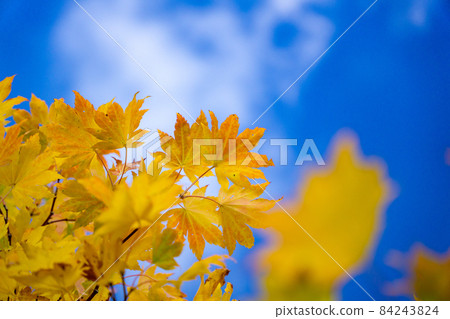 Yellow maple blue sky 84243824