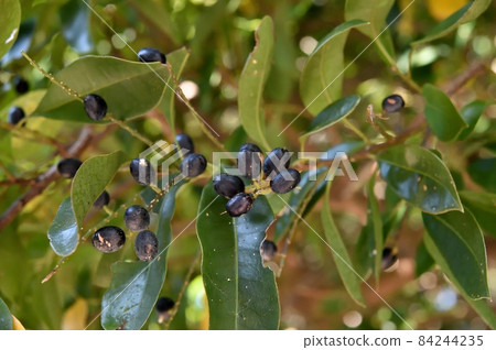 Blackberry Blackberry 84244235