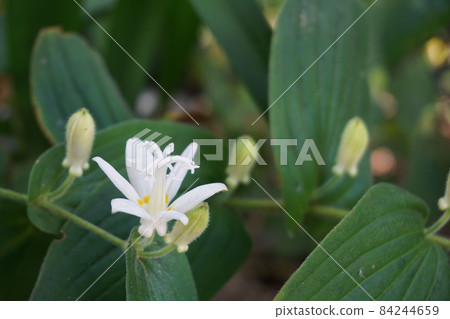 小杜鵑白 84244659