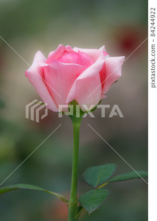 Rose 011 Rose 011 84244922