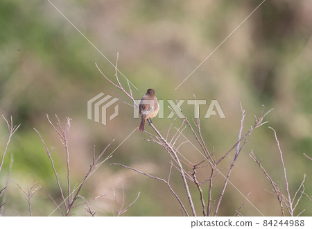 野鳥Jawitaki 野鳥Jawitaki 84244988