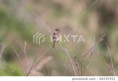 野鳥Jawitaki 野鳥Jawitaki 84245452