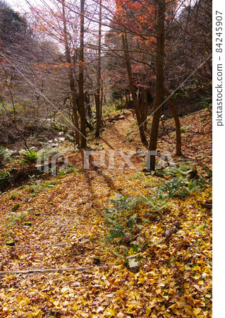 Shiga Prefecture Hiking Course Autumn Leaves Mountain Road Choshiga Falls 84245907