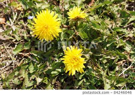 岡山縣津山市國分寺禦作遺址的空地上盛開的蒲公英 84246046