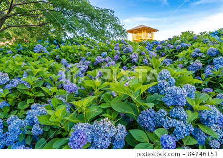 荻窪公園的繡球花山 84246151