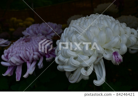 菊花花展活動暨花展 菊花花展活動暨花展 84246421