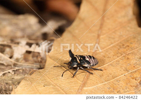 生物 昆蟲,Alcimocoris japonicum,5 齡幼蟲。大人全身都是深棕色,但這是條紋衫 生物 昆蟲,Alcimocoris japonicum,5 齡幼蟲。大人全身都是深棕色,但這是條紋衫 84246422