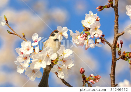 Cherry blossoms and sparrows in full bloom Cherry blossoms and sparrows in full bloom 84246452