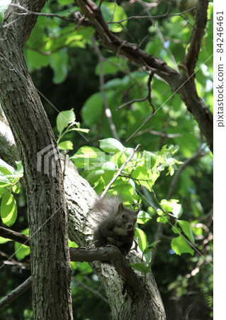 兒童松鼠 Ezo 松鼠 Ezo 松鼠北海道野生動物 84246461