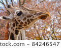 Twilight giraffe 84246547