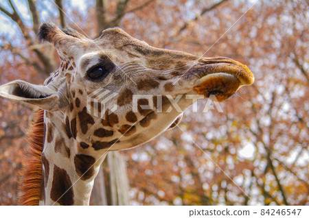 Twilight giraffe Twilight giraffe 84246547