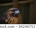 A hawk staring at one point at the zoo 84246752