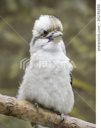 Full-length portrait of Kookaburra or Dacelo gigas. Terrestrial tree kingfisher on brown natural background. 84246898