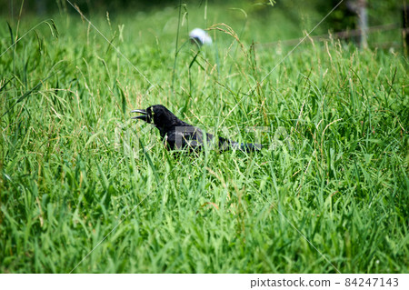Grassy crows, ups, weeds, birds Grassy crows, ups, weeds, birds 84247143