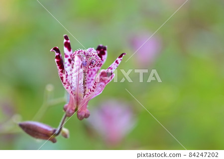 小杜鵑最好看的花 小杜鵑最好看的花 84247202