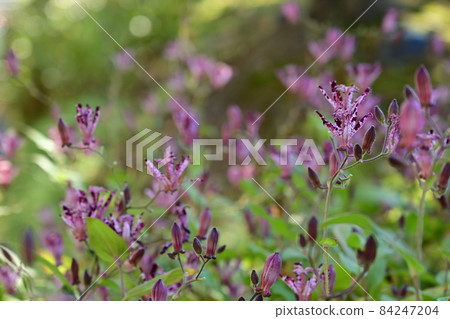 The best-looking flower of the lesser cuckoo The best-looking flower of the lesser cuckoo 84247204