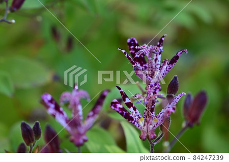 The best-looking flower of the lesser cuckoo The best-looking flower of the lesser cuckoo 84247239