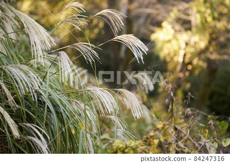 日本蒲葦,風景,秋天,深秋,季節,傳統,向上 日本蒲葦,風景,秋天,深秋,季節,傳統,向上 84247316
