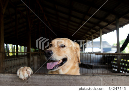 Brown golden retreiver dog stood and wait over the cage Brown golden retreiver dog stood and wait over the cage 84247543