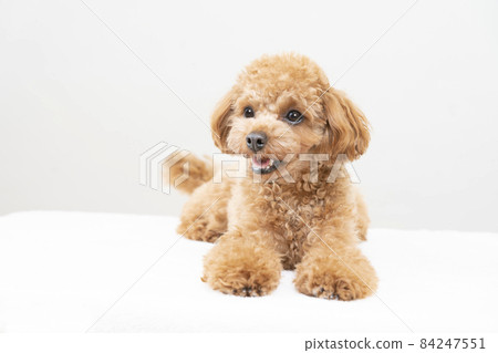 微笑玩具貴賓犬 84247551