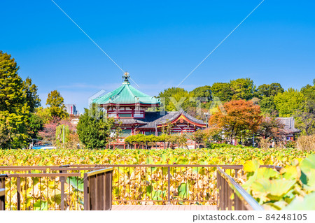 東京上野公園秋季忍者池塘 84248105