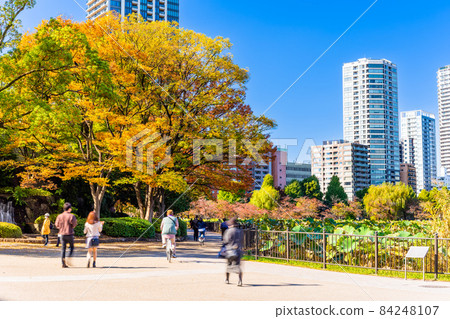東京上野公園秋季忍者池塘 84248107