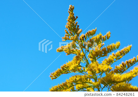 Blue sky and flowers Blue sky and flowers 84248261