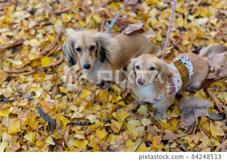 Dachshund taking a walk in the park 84248513