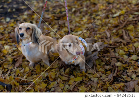 Dachshund taking a walk in the park 84248515