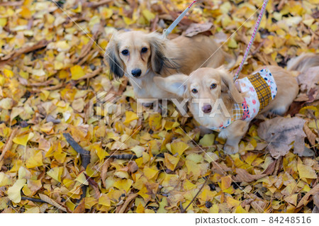 Dachshund taking a walk in the park 84248516