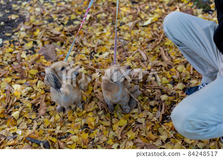 Dachshund taking a walk in the park 84248517
