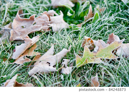 Leaves on the frosty ground in autumn and winter (1) 84248873