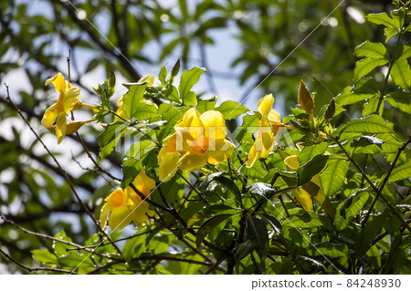Yellow Allamanda flower  with green leaf 84248930