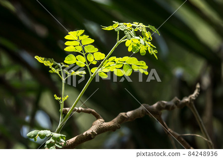 Horse radish tree 84248936