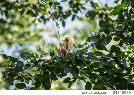 Bird and Manila tamarind fruit on tree Bird and Manila tamarind fruit on tree 84248979