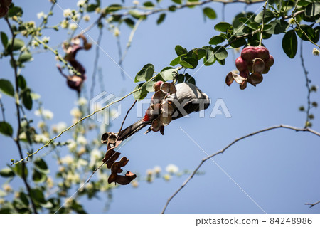 Bird and Manila tamarind fruit on tree Bird and Manila tamarind fruit on tree 84248986