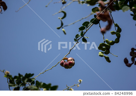 Manila tamarind fruit on tree Manila tamarind fruit on tree 84248996
