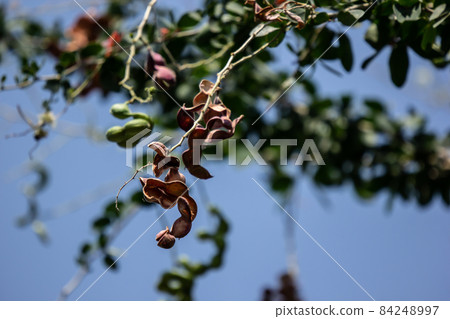 Manila tamarind fruit on tree Manila tamarind fruit on tree 84248997