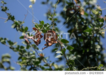 Manila tamarind fruit on tree Manila tamarind fruit on tree 84249004