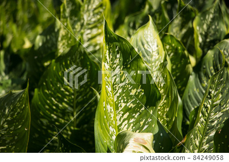 Green lead of Dieffenbachia tree 84249058