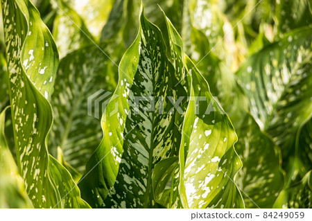 Green lead of Dieffenbachia tree 84249059