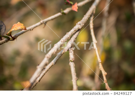 Close up Twigs of red Hibiscus rosa-sinensis 84249127