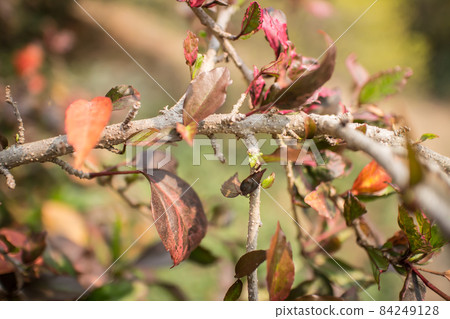 Close up Twigs of red Hibiscus rosa-sinensis 84249128