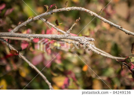 Close up Twigs of red Hibiscus rosa-sinensis 84249136