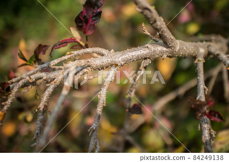Close up Twigs of red Hibiscus rosa-sinensis 84249138