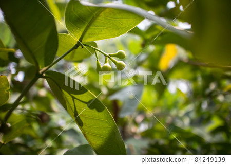 Small Rose Apple or Syzygium Small Rose Apple or Syzygium 84249139