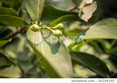 Small  Rose Apple or Syzygium 84249140